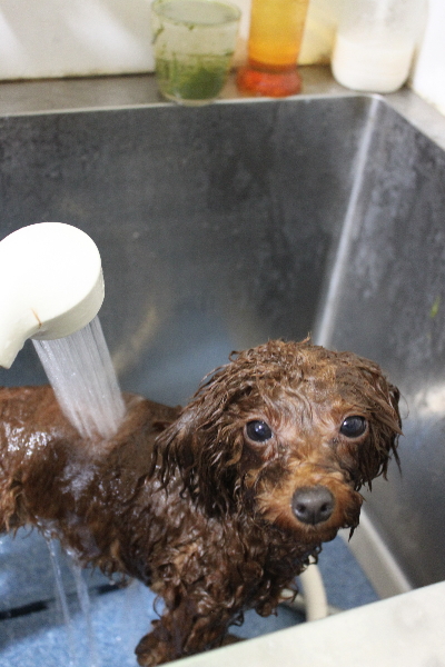 千葉県八千代市のトイプードルのオゾンシャワー画像