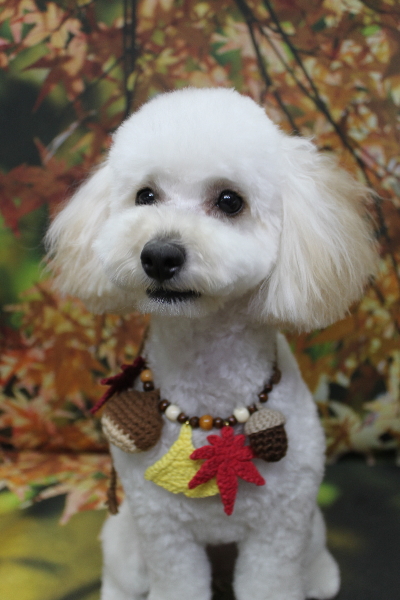 千葉県松戸市のトイプードルのトリミング画像