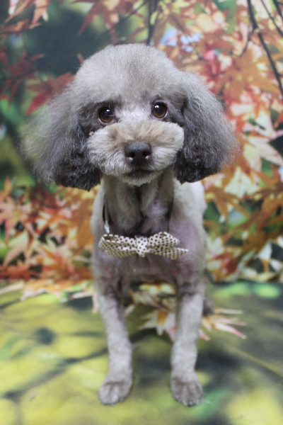 千葉県鎌ケ谷市のトイプードルのトリミング画像