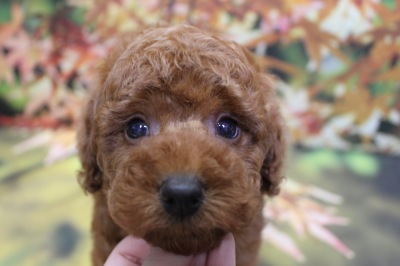 トイプードルブリーダーの子犬、トリミング画像