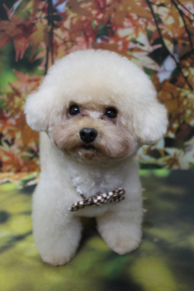 千葉県鎌ケ谷市のトイプードルトリミング画像