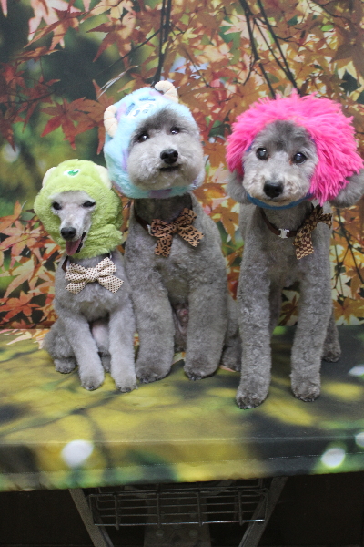 千葉県船橋市のトイプードルのトリミング画像