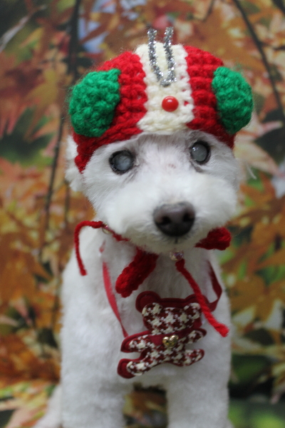 千葉県習志野市のトイプードルのトリミング画像