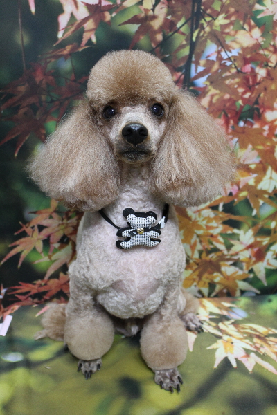 千葉県鎌ヶ谷市のトイプードルのトリミング画像