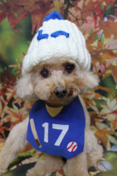 千葉県船橋市のトイプードルのトリミング画像