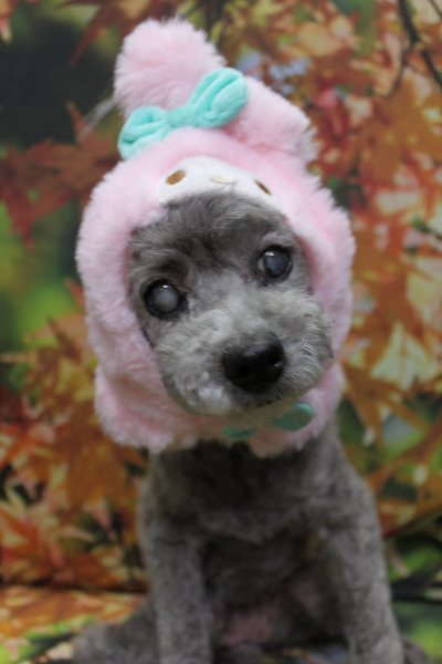 千葉県船橋市のトイプードルのトリミング画像