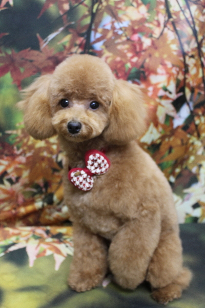 千葉県松戸市のトイプードルのトリミング画像