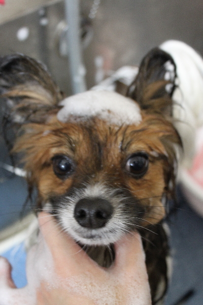 千葉県鎌ヶ谷市のパピヨンのシャンプー画像