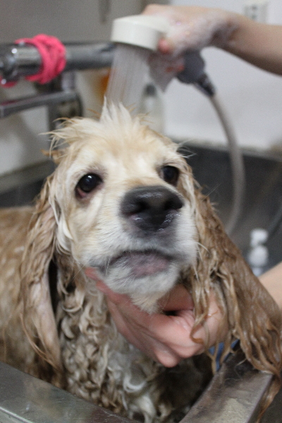 千葉県船橋市のアメリカンコッカーのオゾンシャワー画像