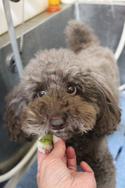 千葉県千葉市のトイプードルの歯磨き画像