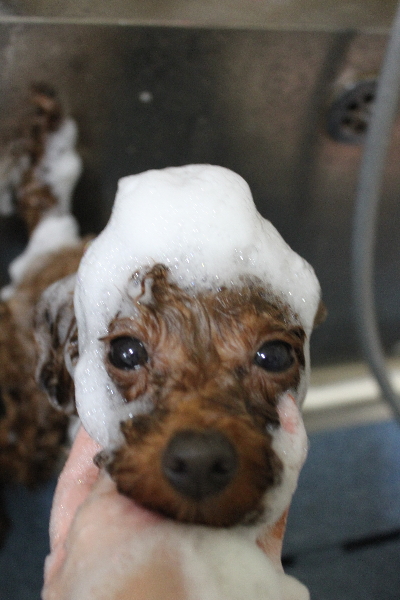 千葉県八千代市のトイプードルのシャンプー画像