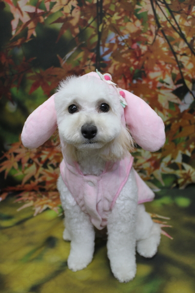 千葉県松戸市のトイプードルのトリミング画像