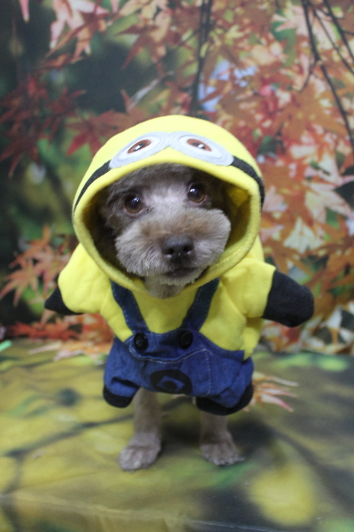 千葉県鎌ケ谷市のトイプードルのトリミング画像