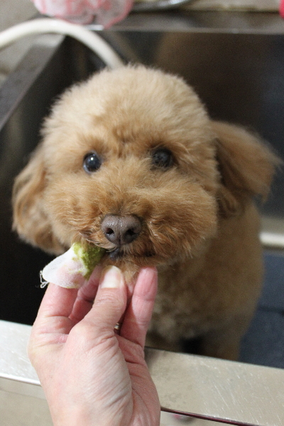 千葉県船橋市のトイプードルの歯磨き画像