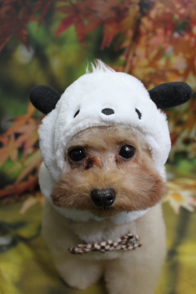 千葉県鎌ケ谷市のトイプードルトリミング画像