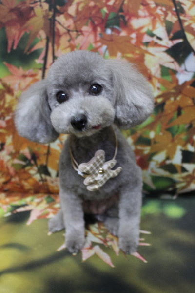 千葉県船橋市のトイプードルのトリミング画像