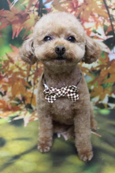 千葉県船橋市のトイプードルのトリミング画像