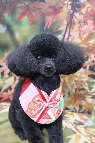 千葉県鎌ヶ谷市のトイプードルのトリミング画像