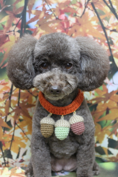 千葉県市川市のトイプードルのトリミング画像