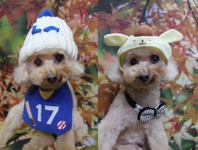 千葉県船橋市のトイプードルのトリミング画像