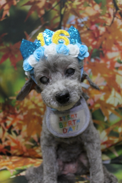 千葉県船橋市のトイプードルのトリミング画像