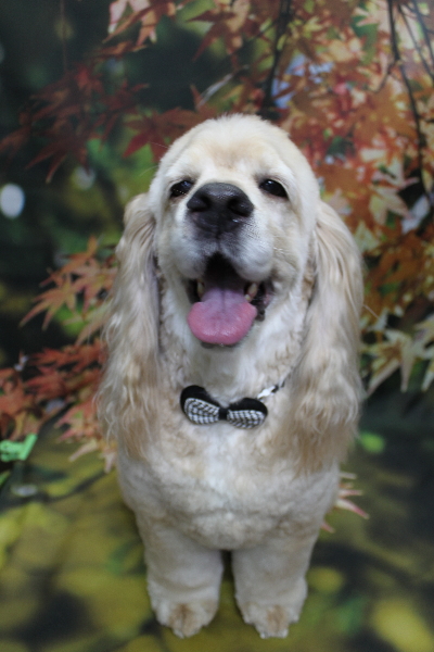 千葉県船橋市のアメリカンコッカーのトリミング画像