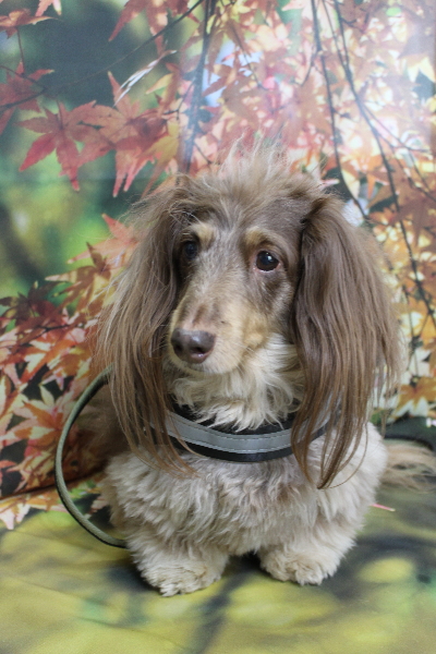 千葉県松戸市のミニチュアダックスのトリミング前画像