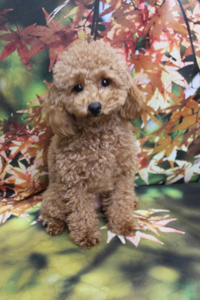 千葉県松戸市のトイプードルのトリミング前画像