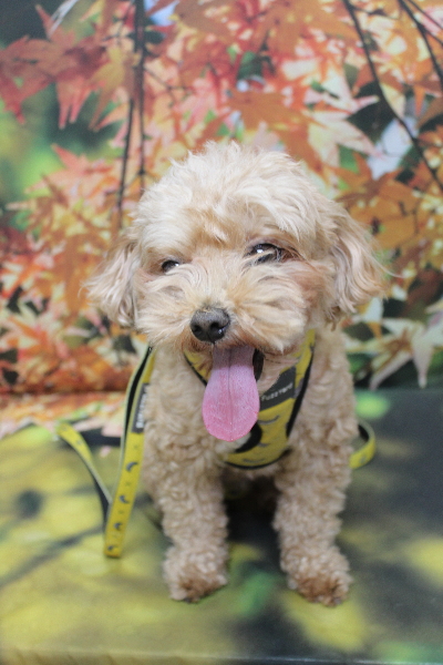 千葉県船橋市のミックス犬のトリミング前画像