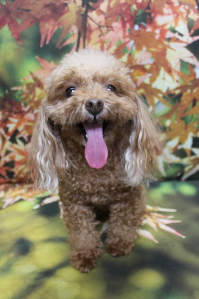 千葉県船橋市のトイプードルのトリミング前画像