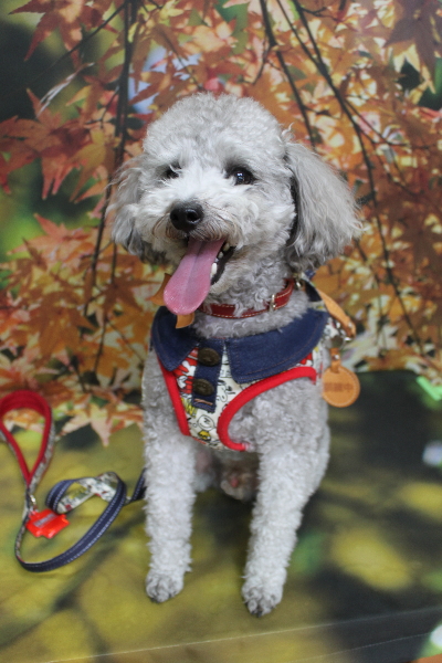 千葉県船橋市のトイプードルのトリミング前画像