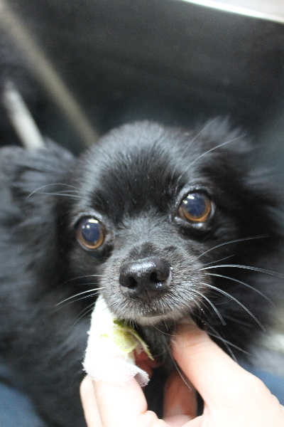 千葉県鎌ヶ谷市のミックス犬の歯磨き画像