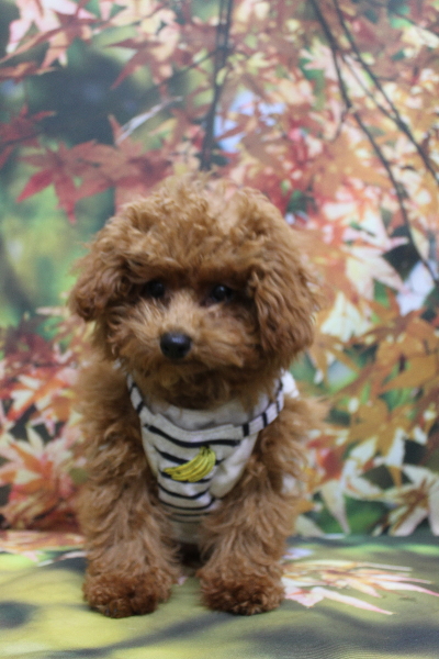 千葉県鎌ケ谷市トイプードルのトリミング前画像