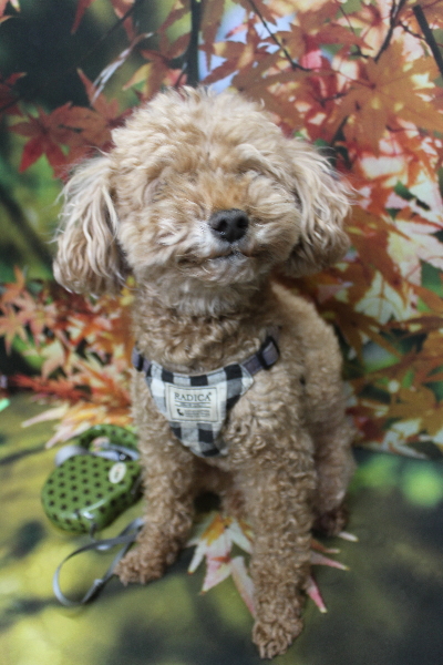 千葉県鎌ヶ谷市のトイプードルのトリミング前画像