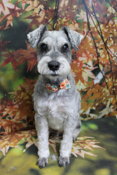 千葉県船橋市のミニチュアシュナウザーのトリミング画像