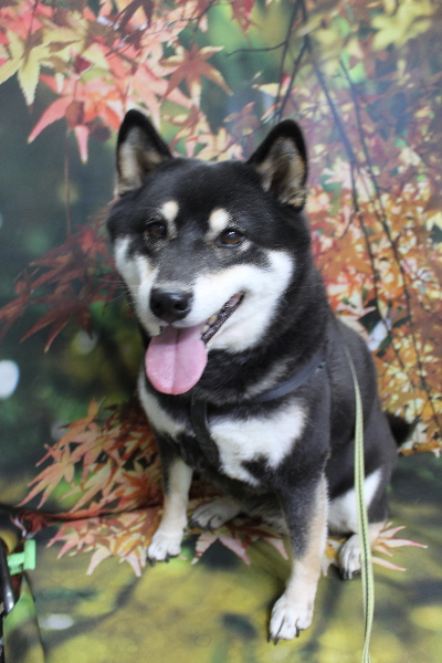 千葉県船橋市の柴犬のトリミング前画像