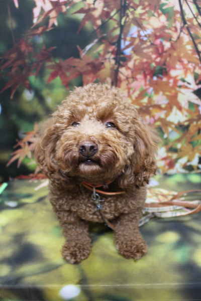 千葉県船橋市のトイプードルのトリミング前画像