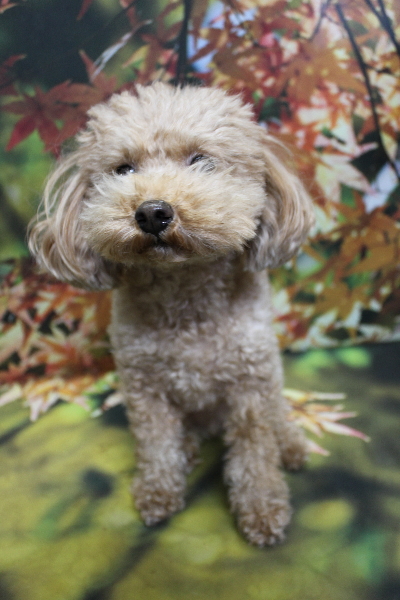 千葉県船橋市のトイプードルのトリミング前画像