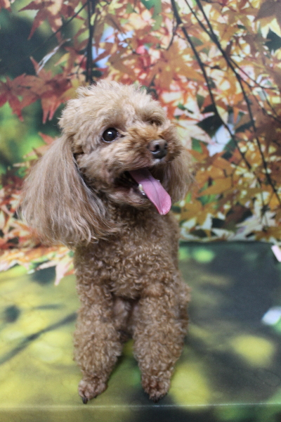 千葉県鎌ヶ谷市のトイプードルのトリミング前画像