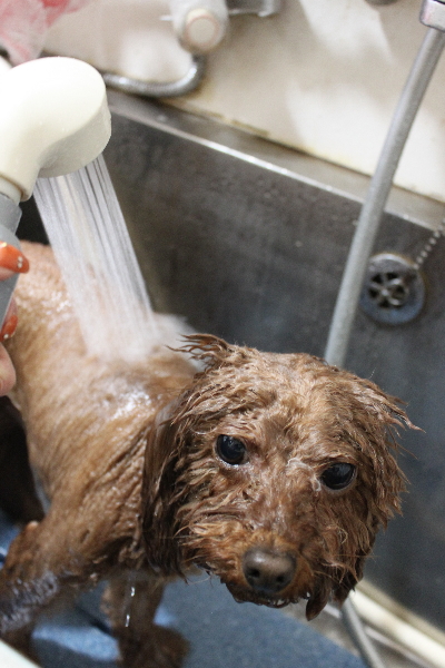 千葉県市川市のトイプードルのオゾンシャワー画像