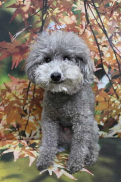 千葉県船橋市のトイプードルのトリミング前画像