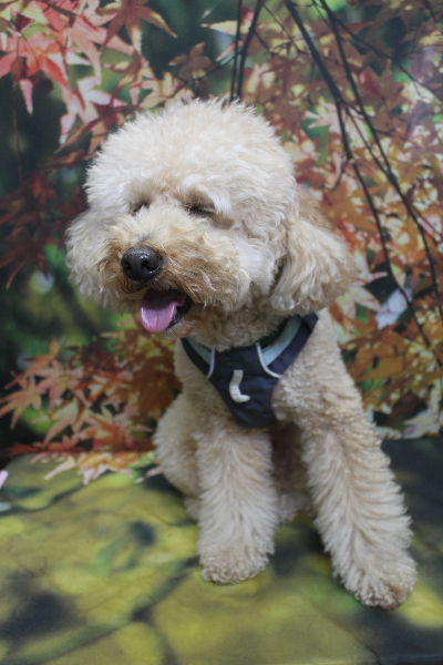 千葉県船橋市のトイプードルのトリミング前画像