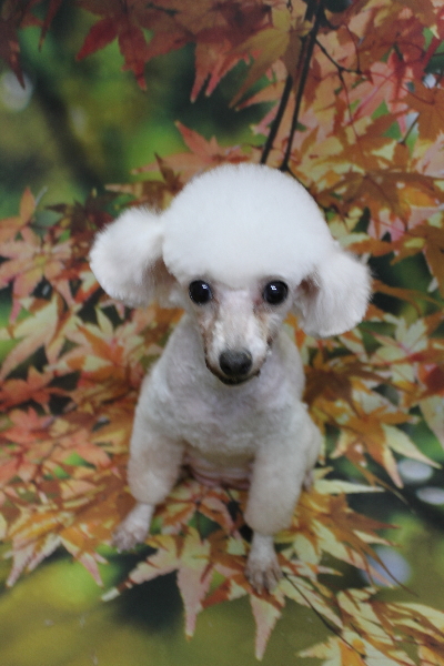 トイプードルブリーダーの成犬、トリミング画像