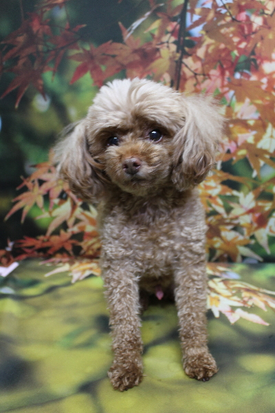 千葉県船橋市のトイプードルのトリミング前画像