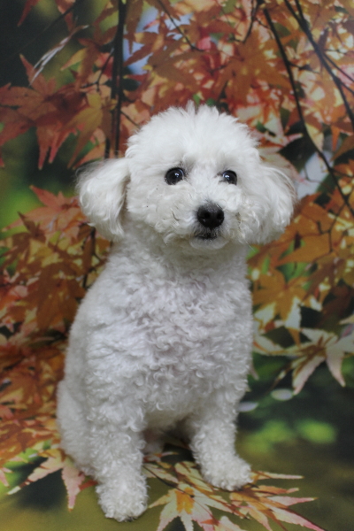 千葉県船橋市のトイプードルのトリミング前画像