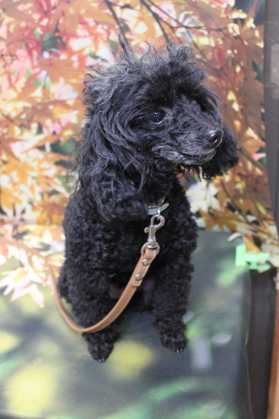 千葉県船橋市のトイプードルのトリミング前画像