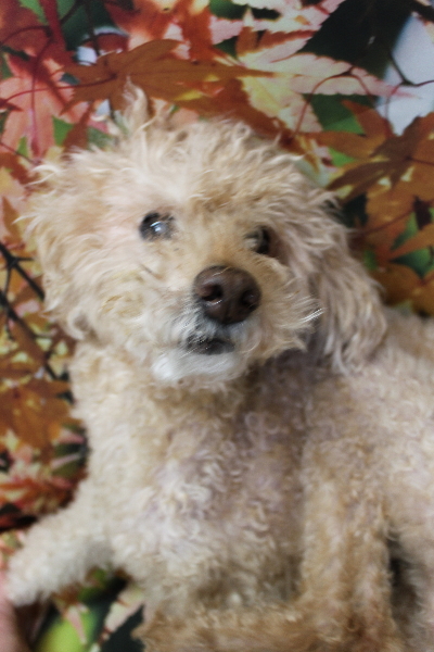 千葉県船橋市のトイプードルのトリミング前画像