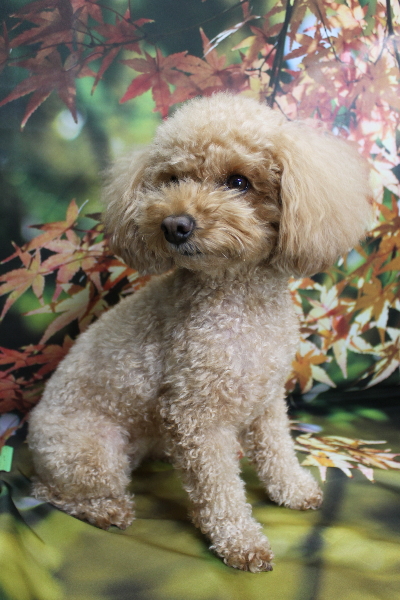 千葉県佐倉市のトイプードルのトリミング前画像