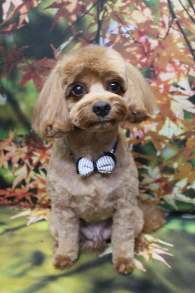 千葉県鎌ケ谷市のミックス犬のトリミング画像