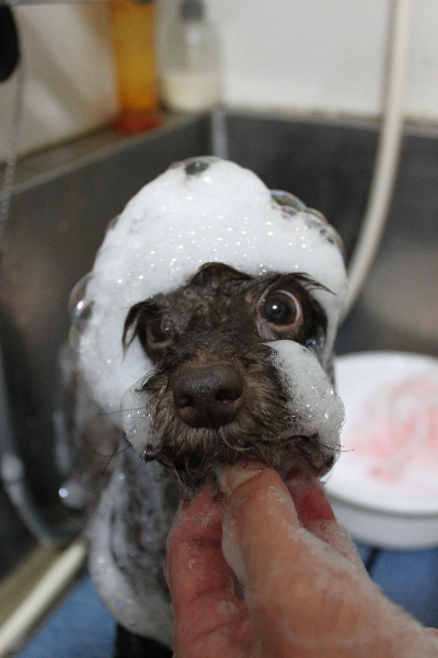 千葉県千葉市のトイプードルのシャンプー画像